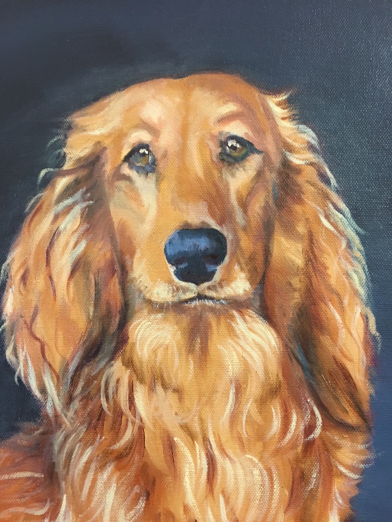 Obi-Wan The Stumpy Dog